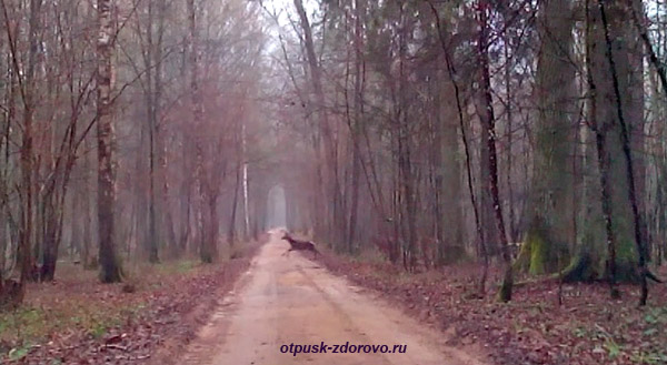 Стадо оленей перебегает дорогу в Беловежской Пуще 